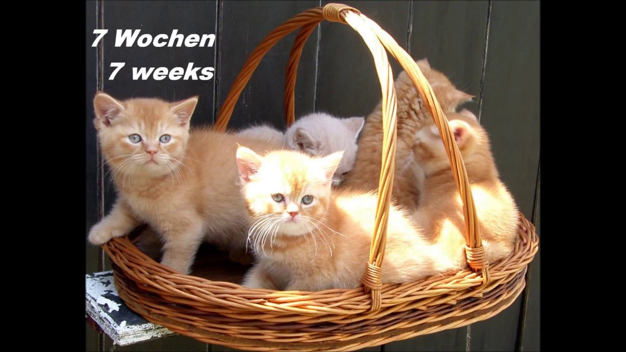 Wurf A ❤ Babys A ❤ Vrh A ❤ Помет А ❤ *06.06.2012