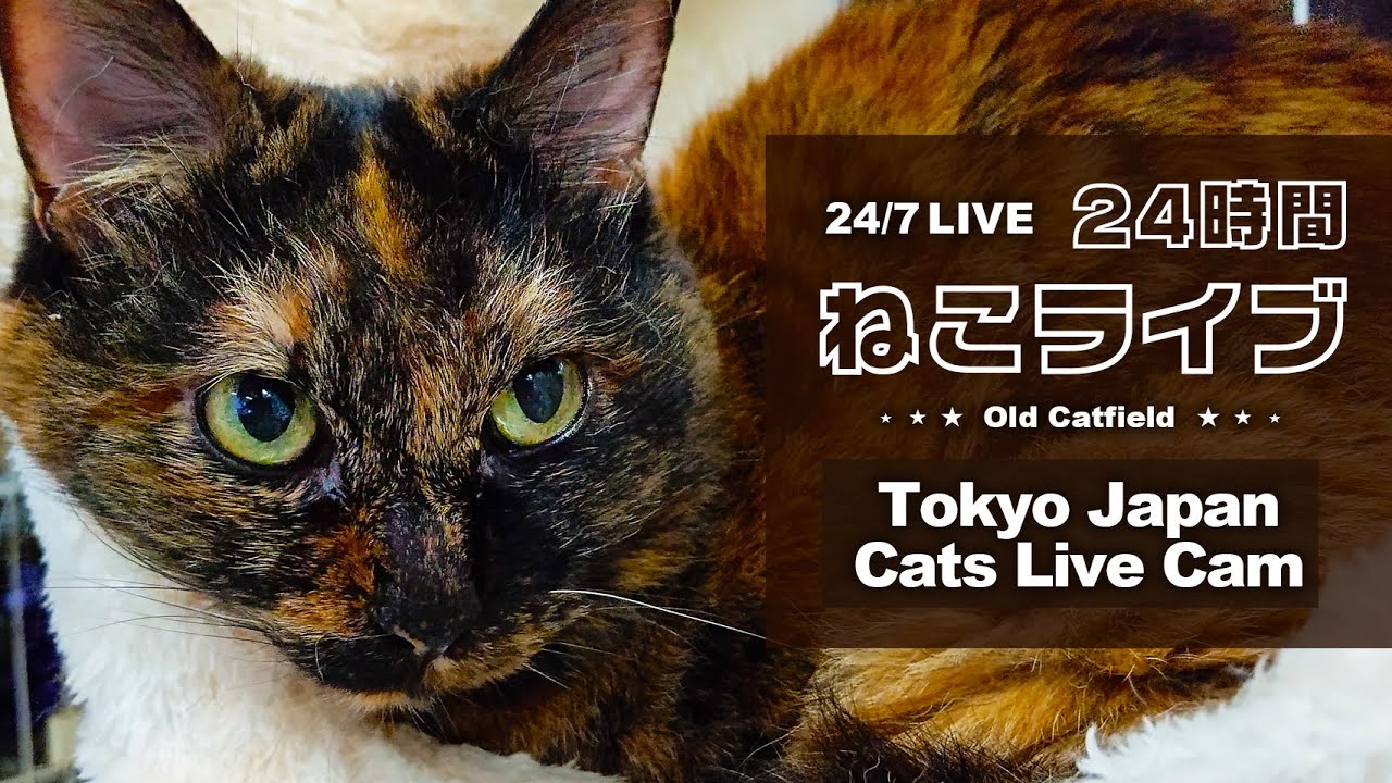Old Cats Live Cam  - Tokyo Japan 🇯🇵
