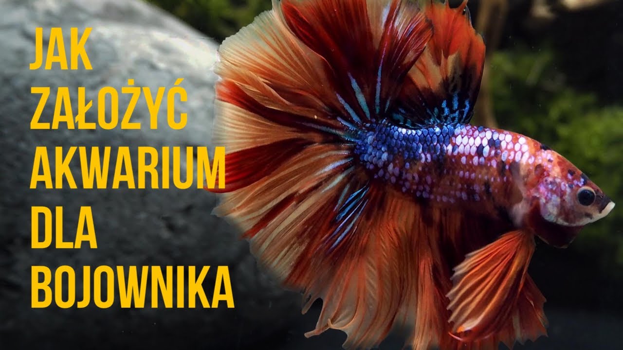 Jak założyć akwarium dla bojownika