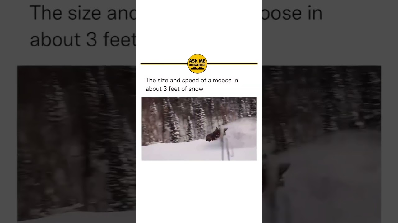 Speed of a moose in snow.            #instagram #reels #moose #snow #trending #latest