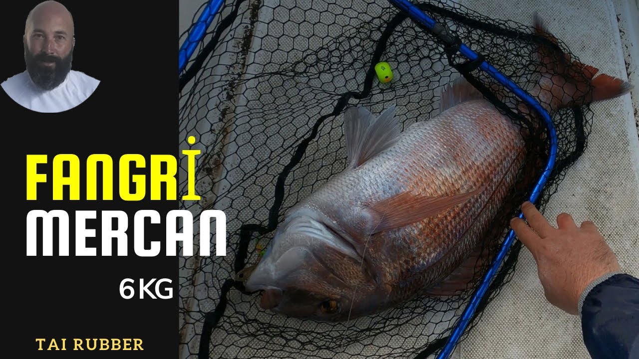 6 kg'lık Fangri Mercan Avı - Tai Rubber Fishing - Pagrus  (A&ccedil;ıklamayı Okuyunuz)