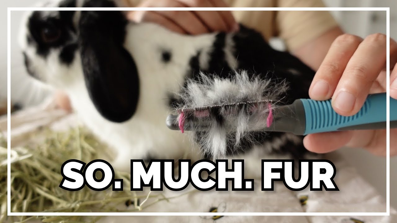 How I Brush My Bunnies + Health Check | Tips For Shedding Season