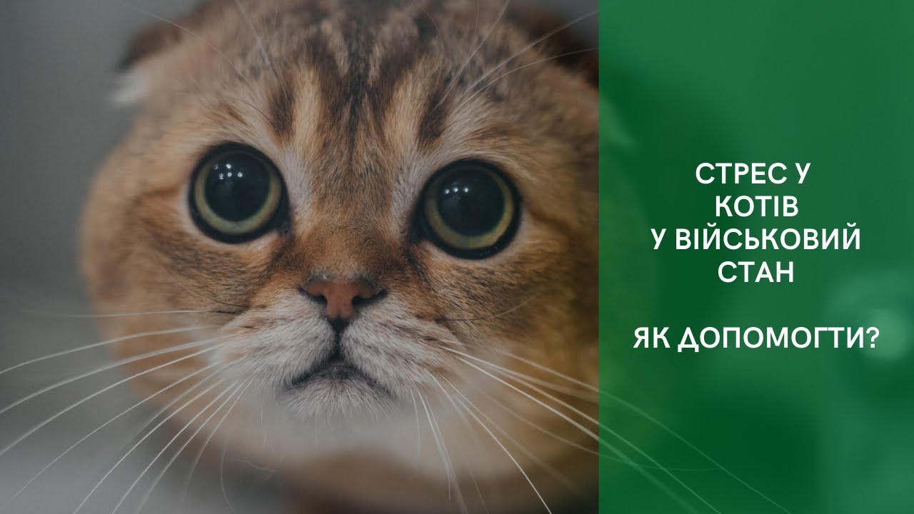 Як можна допомогти заспокоїти котів та знизити рівень стресу сьогодні. Фелінолог Старенька Анна .