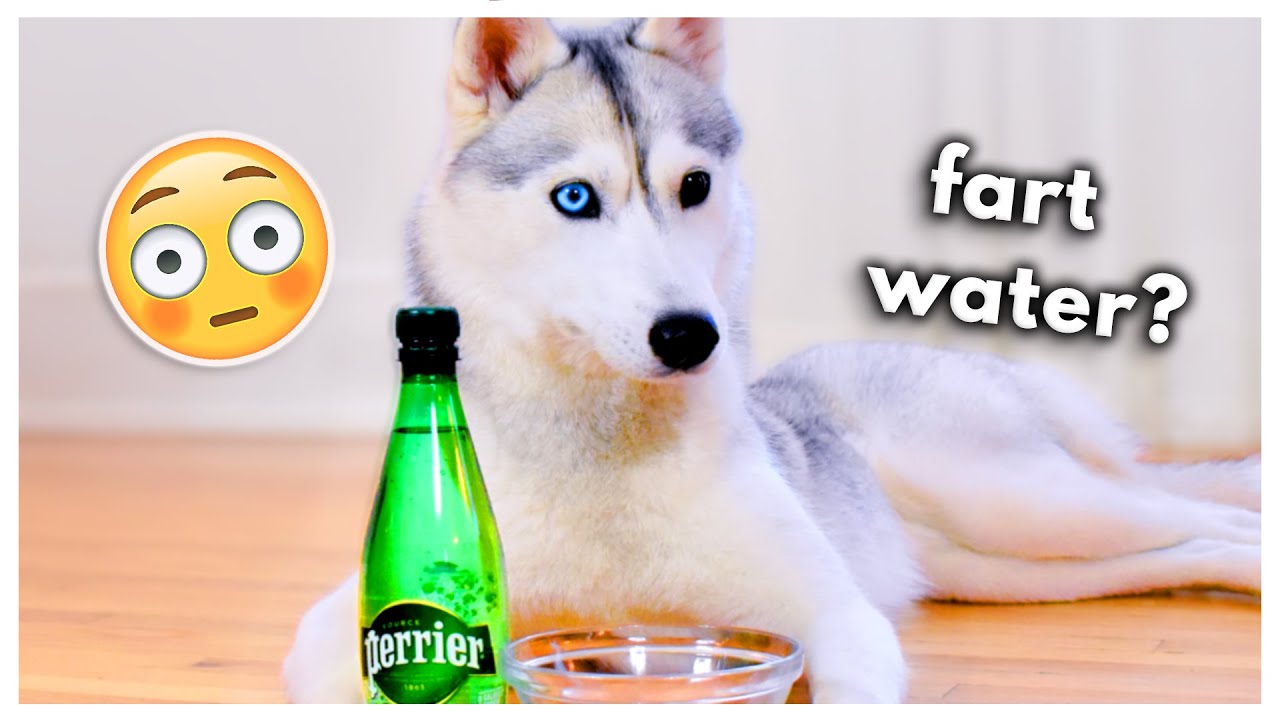 HUSKY Tries Fizzy Water for the First Time! (Does she like it?)