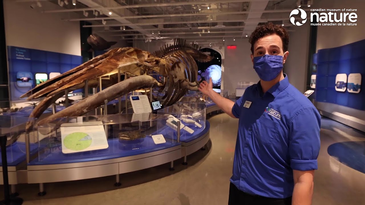 Points saillants du premier musée national du Canada: une visite virtuelle guidée