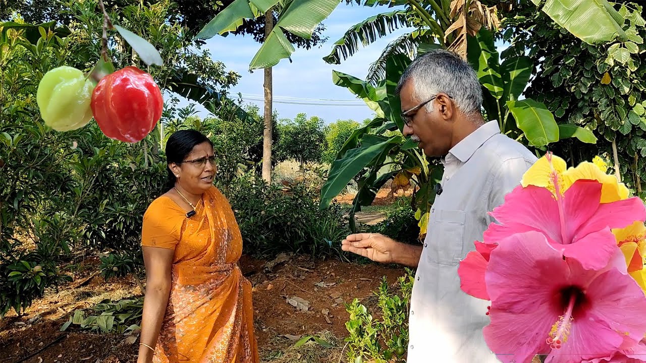 🌨️🍒Harvest அங்க ஓன்னு இங்க ஓன்னுமா | Harvest Vlogs #farming #comedy