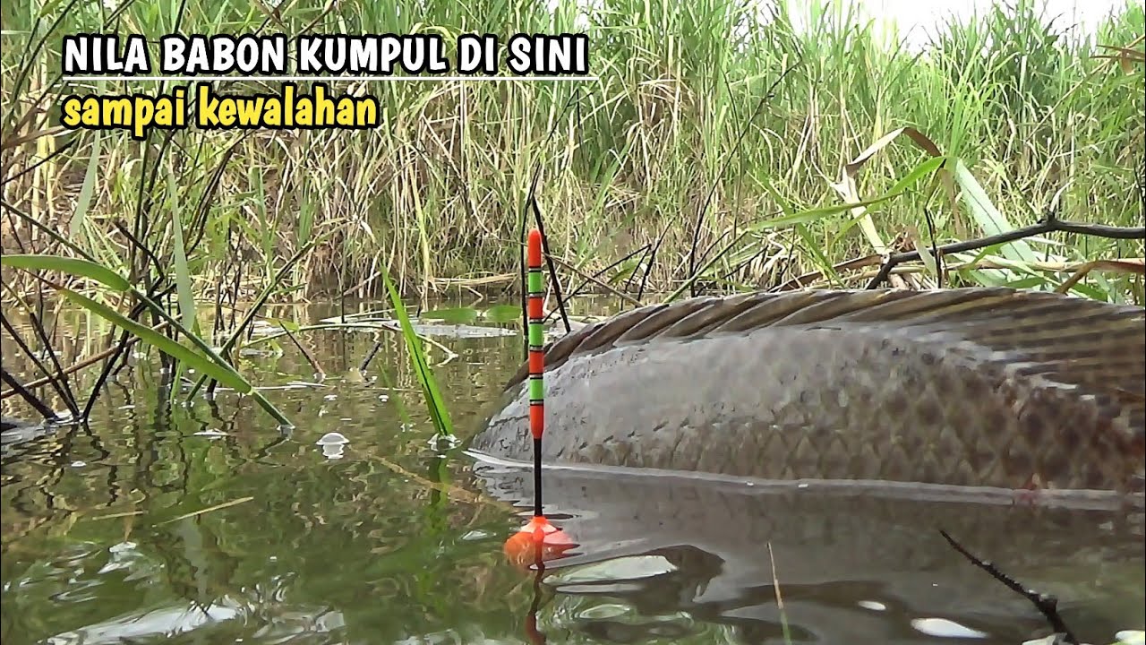 di jamin terheran heran kalau nonton ini..!! Asli full strike nila babon