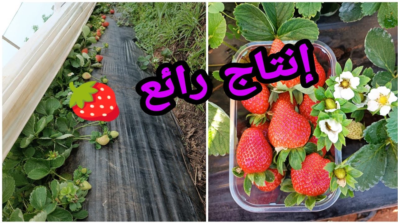 اجابة على بعض اسئلة من متتبعين حول زراعة الفرولة من ضروري معرفت هاذه الاشياء الانجاح زراعة للفرولة