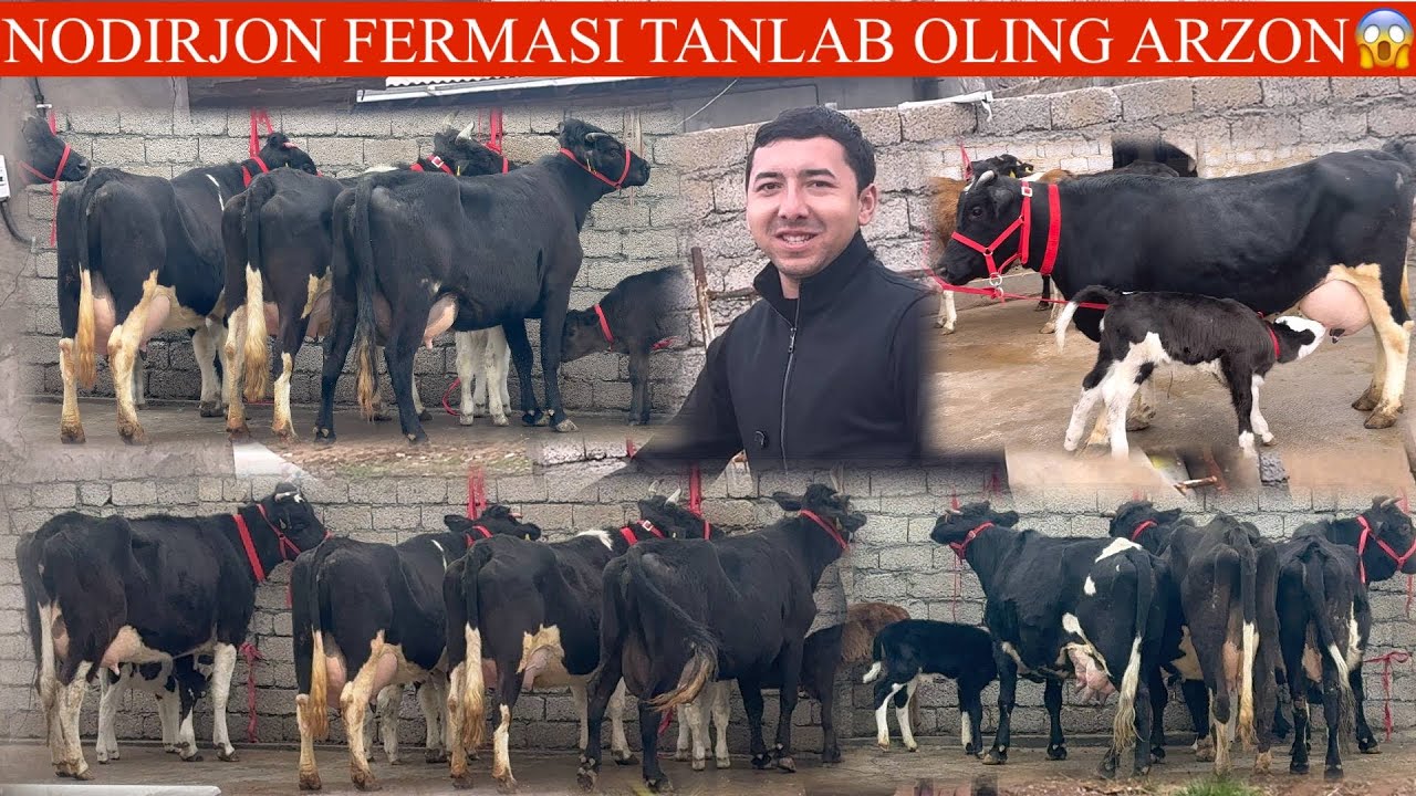 NODIRBEK😱F✊OTANGGIZGA RAXMAT NARXLAR JUDA ARZON YANGI PARTIYA ONA BOLA SIGIRLAR KELDI