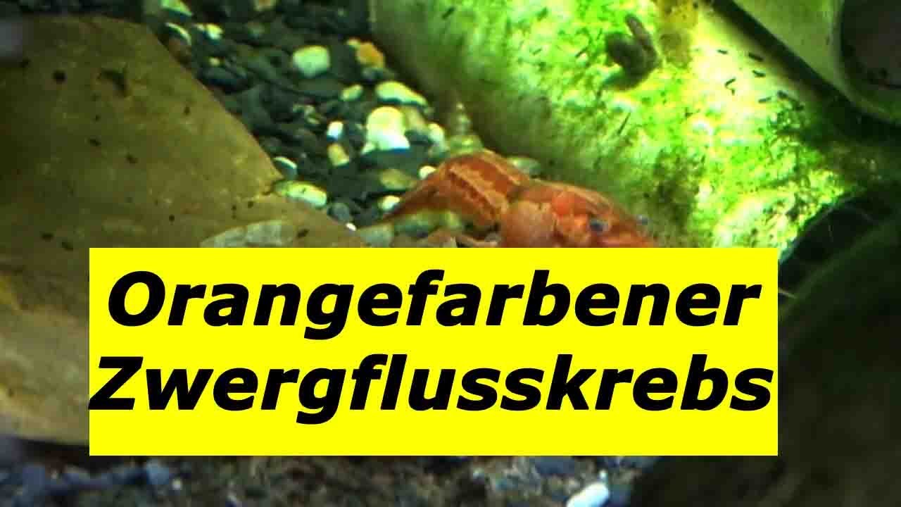 Zwergflusskrebs Cambarellus Patzcuarensis Haltung und Pflege
