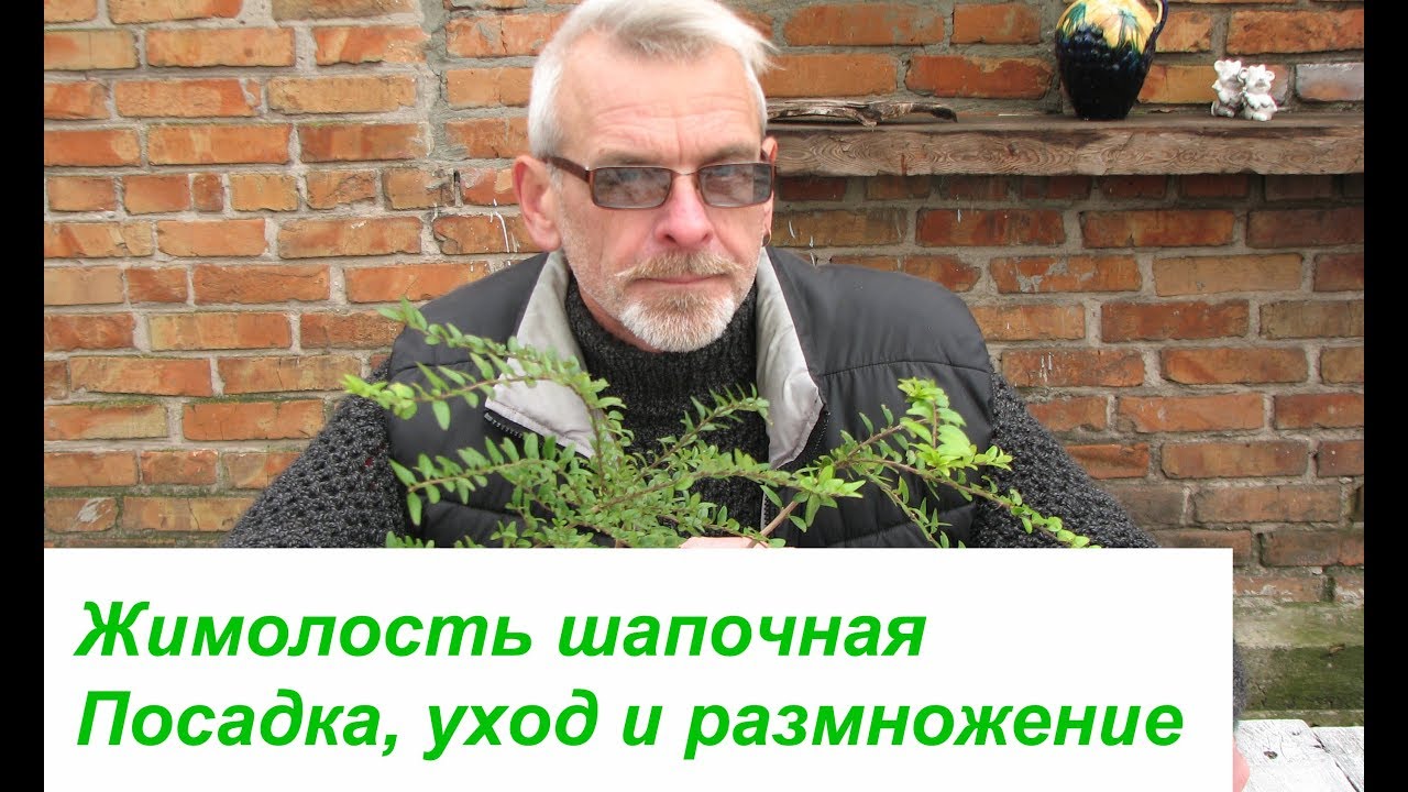 Жимолость шапочная  Посадка, уход и размножение
