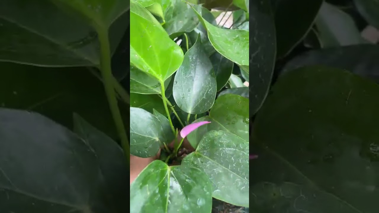 ලක්ශ ගනන් වලට විකිනෙනෙ සීඩ්ස්#anthuriumwagawasinhala#flowers#plants#fypviral#0765647812