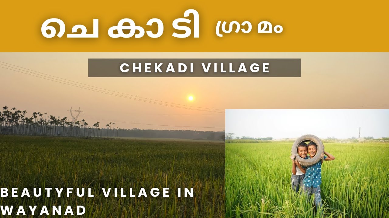 chekadi village wayanad.most beautyfull village in wayanad,pulpally.#wayanad #pulpally #paddyfields