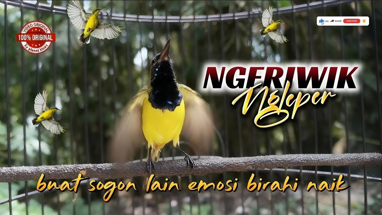 Ngeriwik ngleper‼️ buat pancingan sogon lain seketika birahi dan emosi naik #sogon #sogongacor