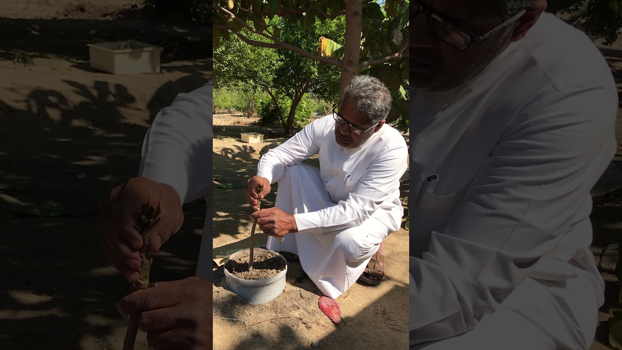 طريقة تطعيم شجر اللوز