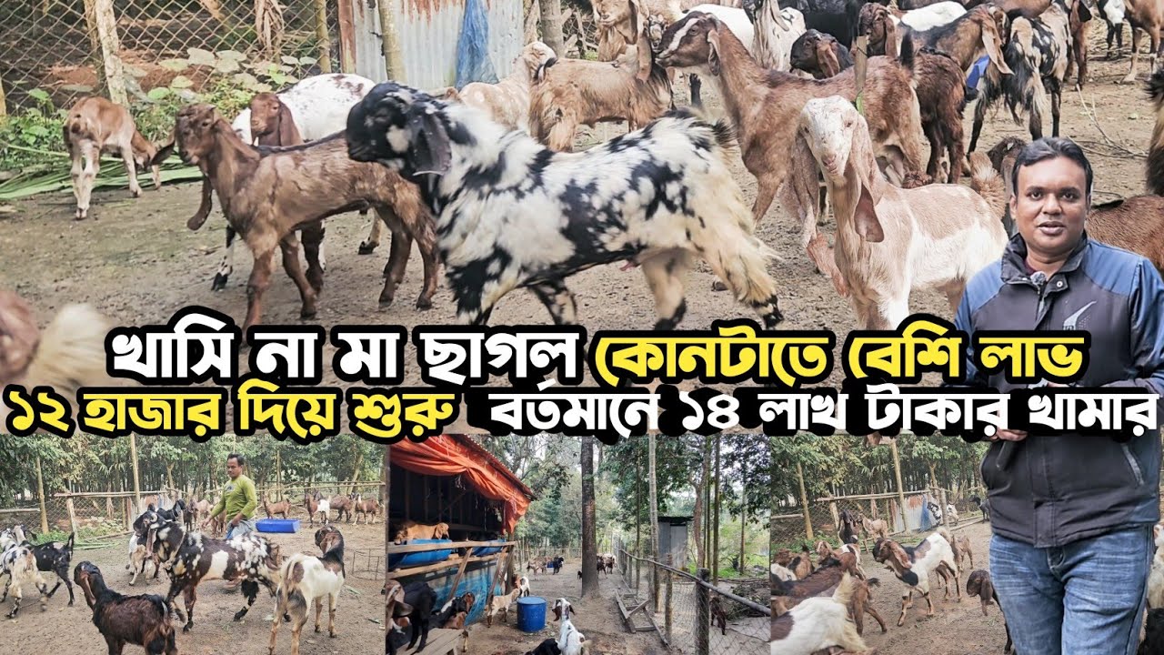 ১২ হাজার টাকা দিয়ে শুরু বর্তমানে ১৪ লাখ টাকার খামার |Successful Goat Farming BD | Agro Dream Bangla 