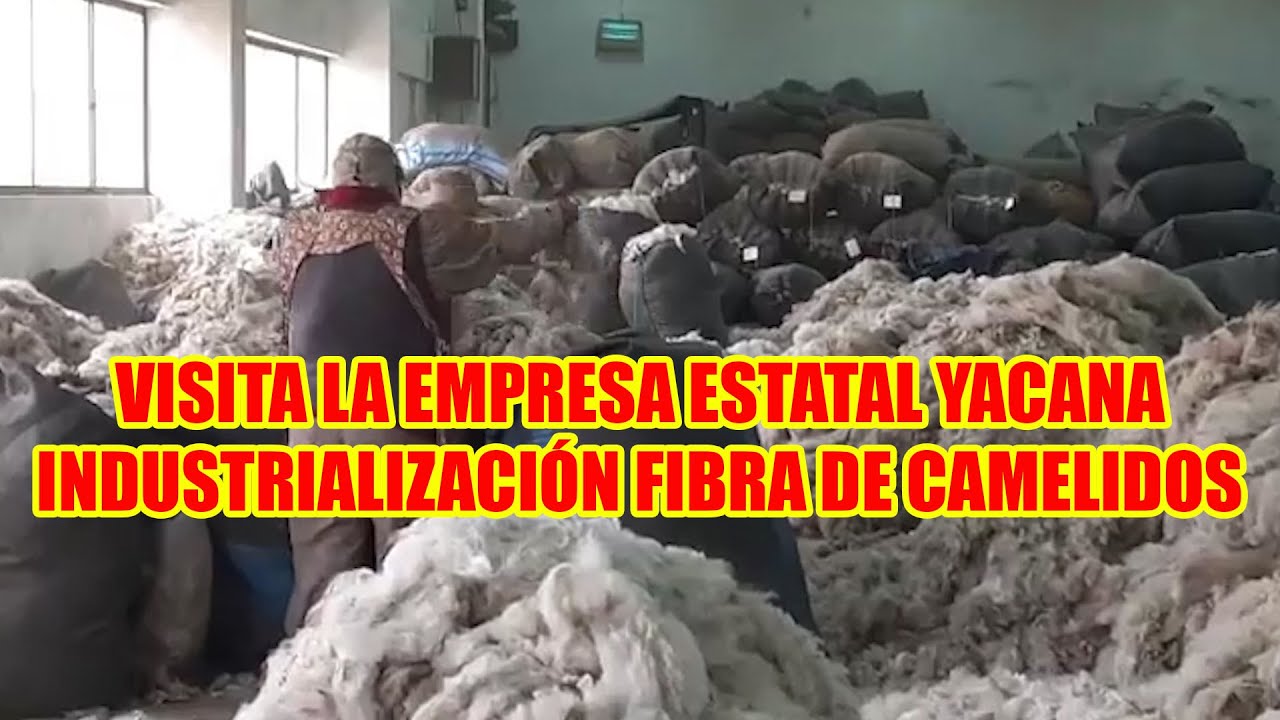VISITA A LA PLANTA DE INDUSTRIALIZACION YACANA FIBRA DE ALPACA Y LLAMA DEL MUNICIPIO DE LAJA..