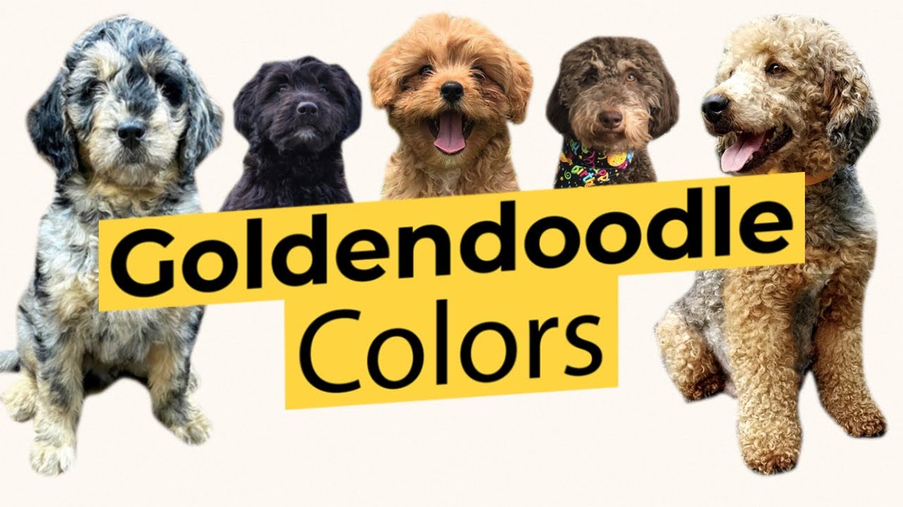 Goldendoodle Colors! 🐶 Brown, Apricot, Red, Cream, Black, Parti, Sable, Merle, Grey, Phantom, Tan 🐶