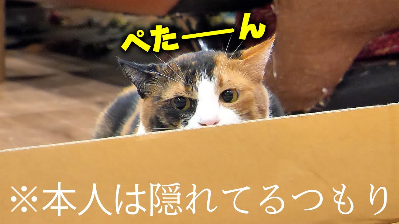 本人は完璧に隠れてると思っているがバレバレすぎる三毛猫