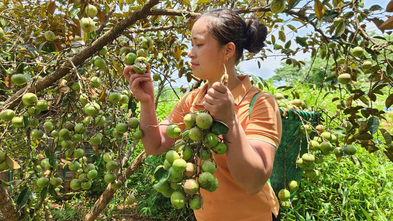 Harvesting Star Apple Fruit Goes market sell - Build a stone garden - Lý Thị Ca