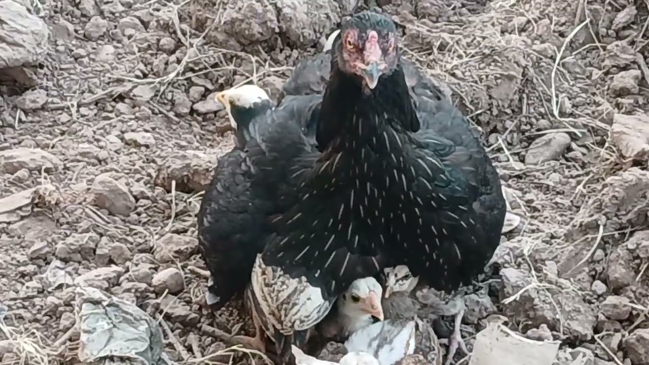 Hen teaches her chicks life tricks🐣🐄# villagevideo 
