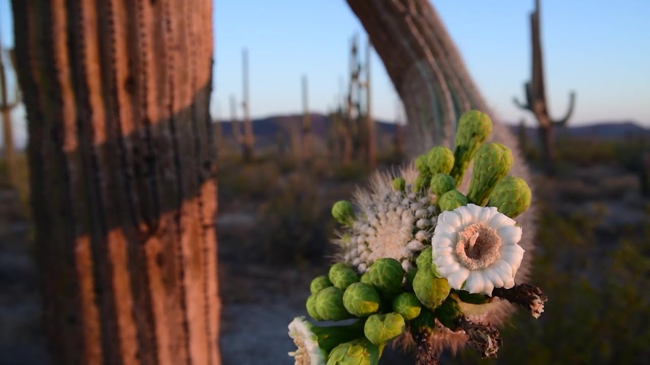 Cabeza Prieta National Wildlife Refuge, Heart of the Sonoran Desert