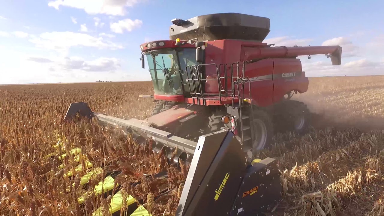 Drago Gold Sorghum