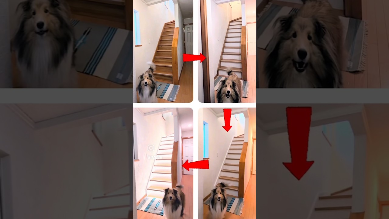 築22年の暗い階段を明るくする階段リメイクDIY