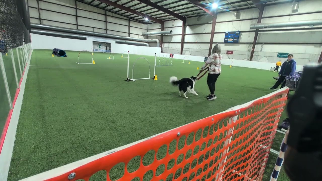 2026.02.22. Nugget Intro Weavers RUFF Agility KY 