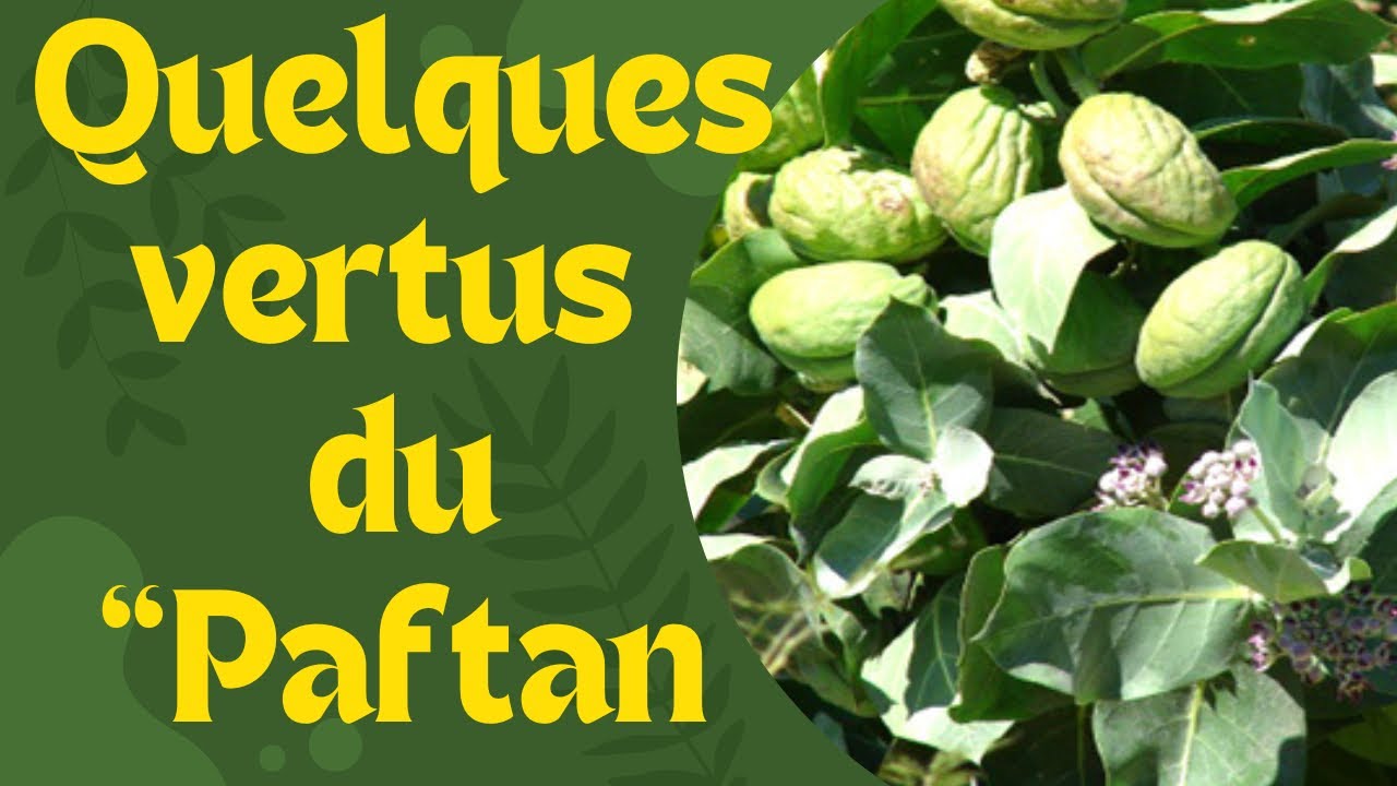 Quelques Vertus de Paftan (Calotropis procera)