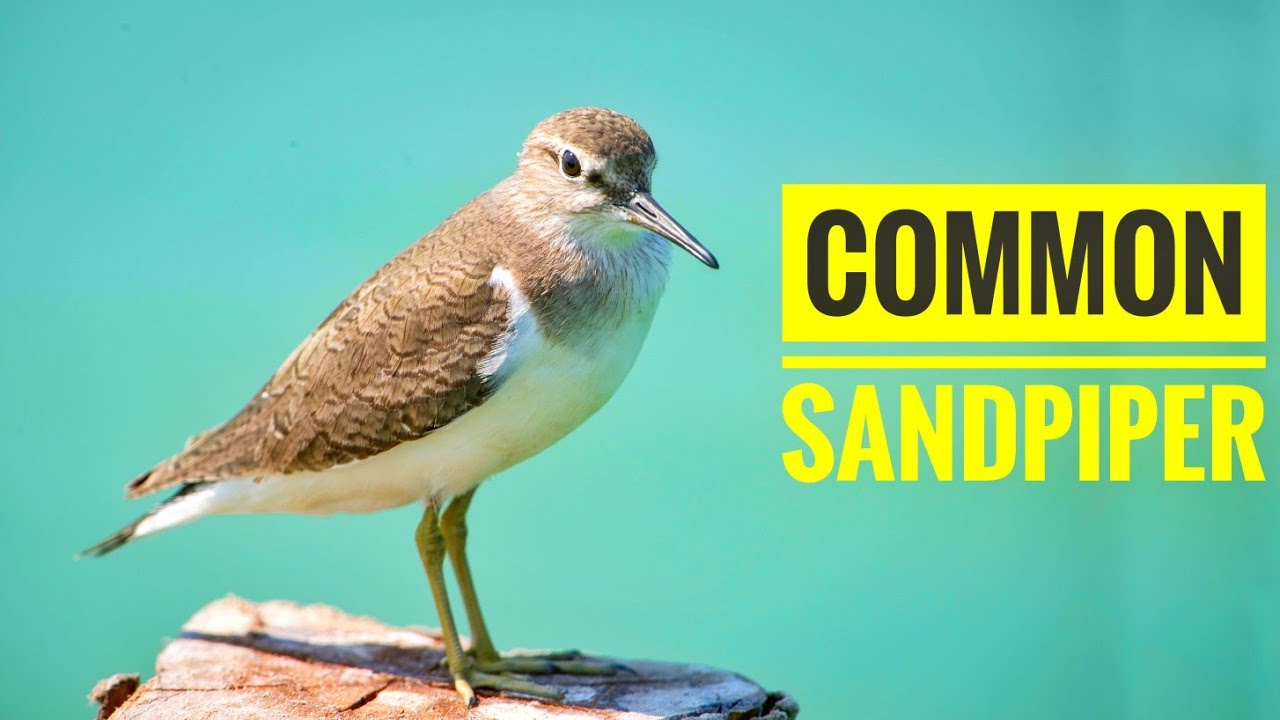 Interesting Common Sandpiper | Bird watching Video