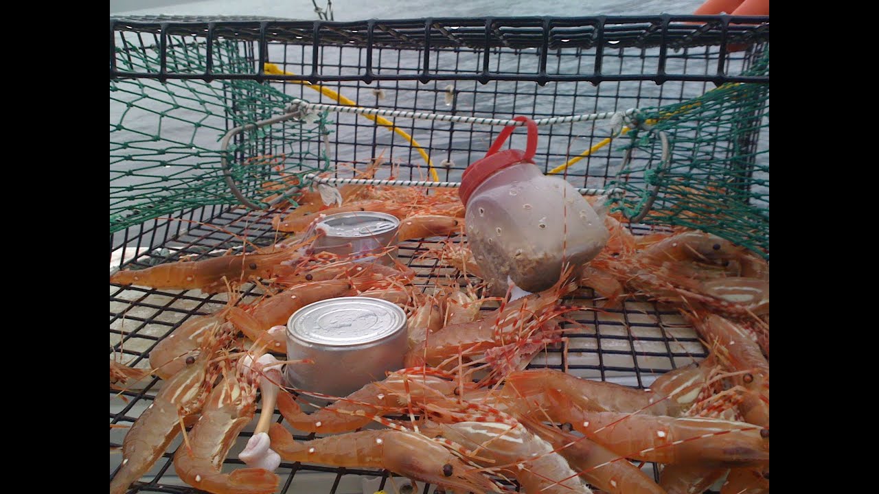 Legal Addiction, Pulling Shrimp Pots PWS, Alaska