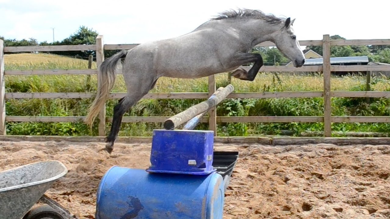 ♥ ♥ My New Pony ♥  ♥
