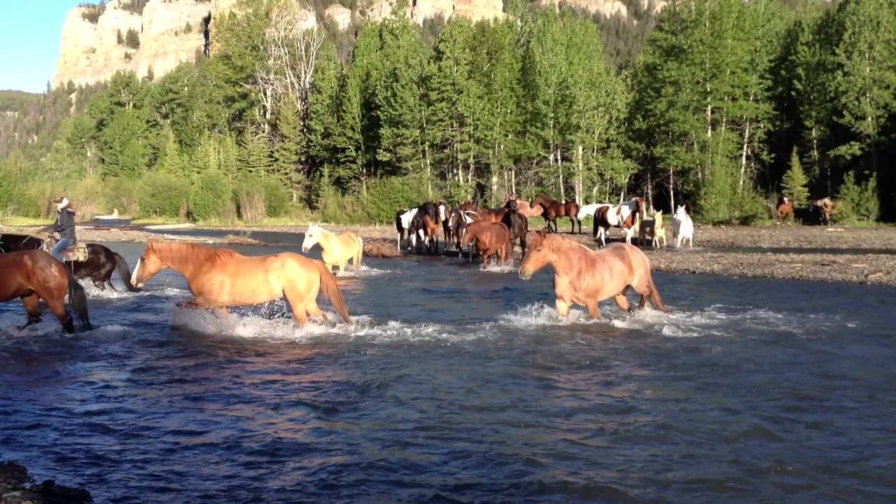 Wranglers drive the horses across a river in Wyoming