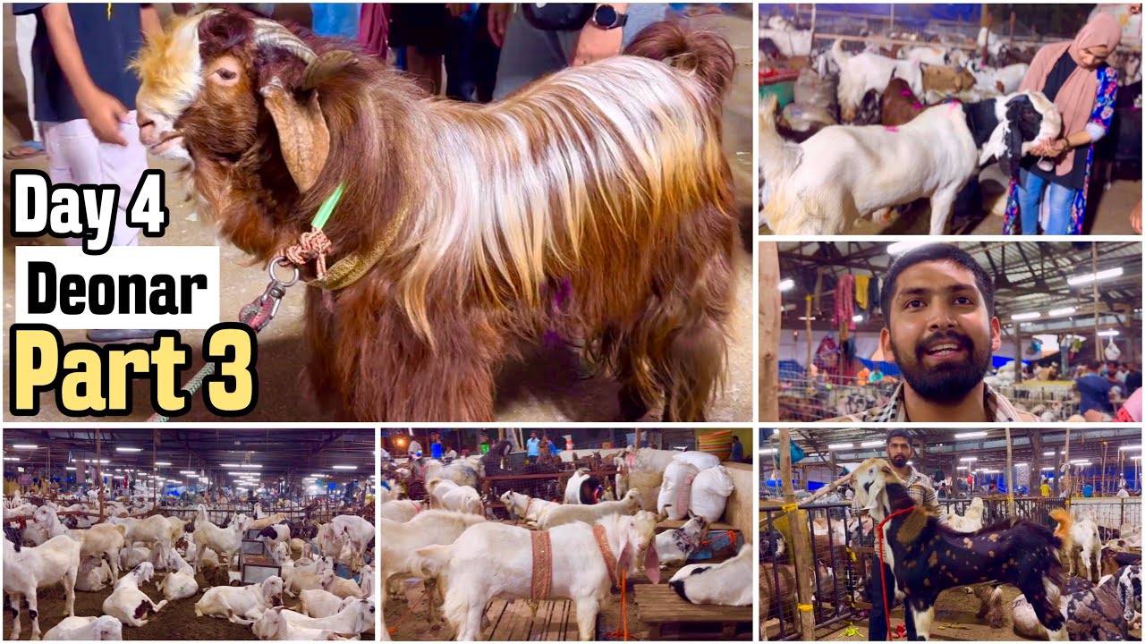 Deonar Bakra Mandi 2024 June 8 Vlog Part 3 | Best Andul & Khassi Goats