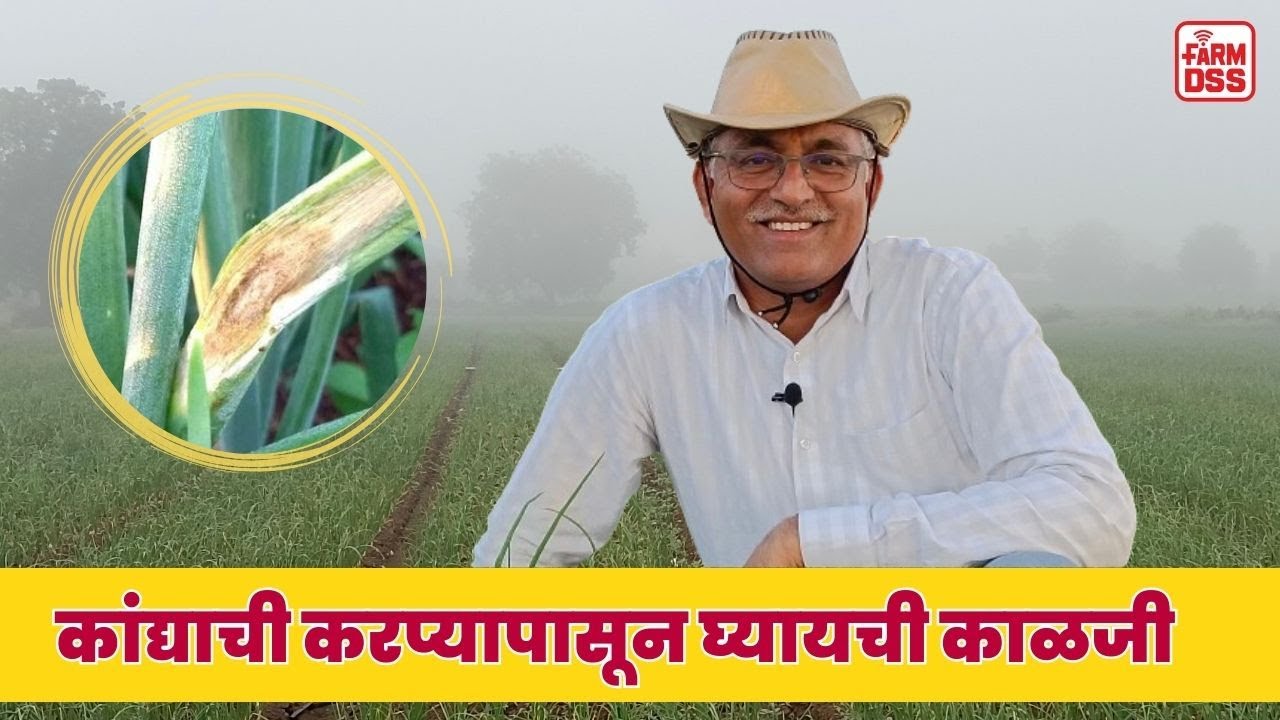 कांद्याची करप्यापासून घ्यायची काळजी @BTGore