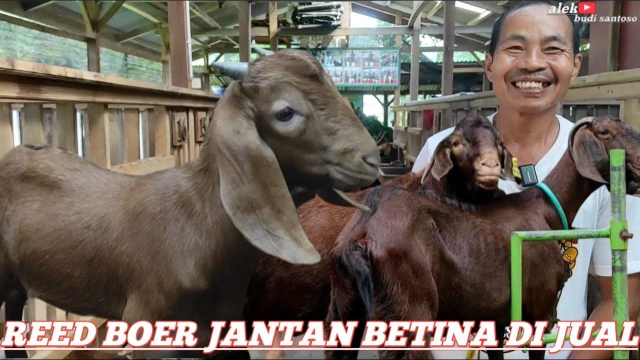 INDUKAN REED BOER BUNTING DIJUAL, JANTAN BETINA RED BOER DIJUAL @alek budi santoso