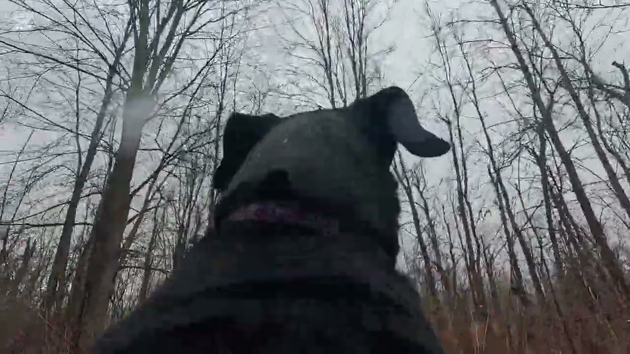 HAPPIEST DOG EVER! With a gopro fetch.