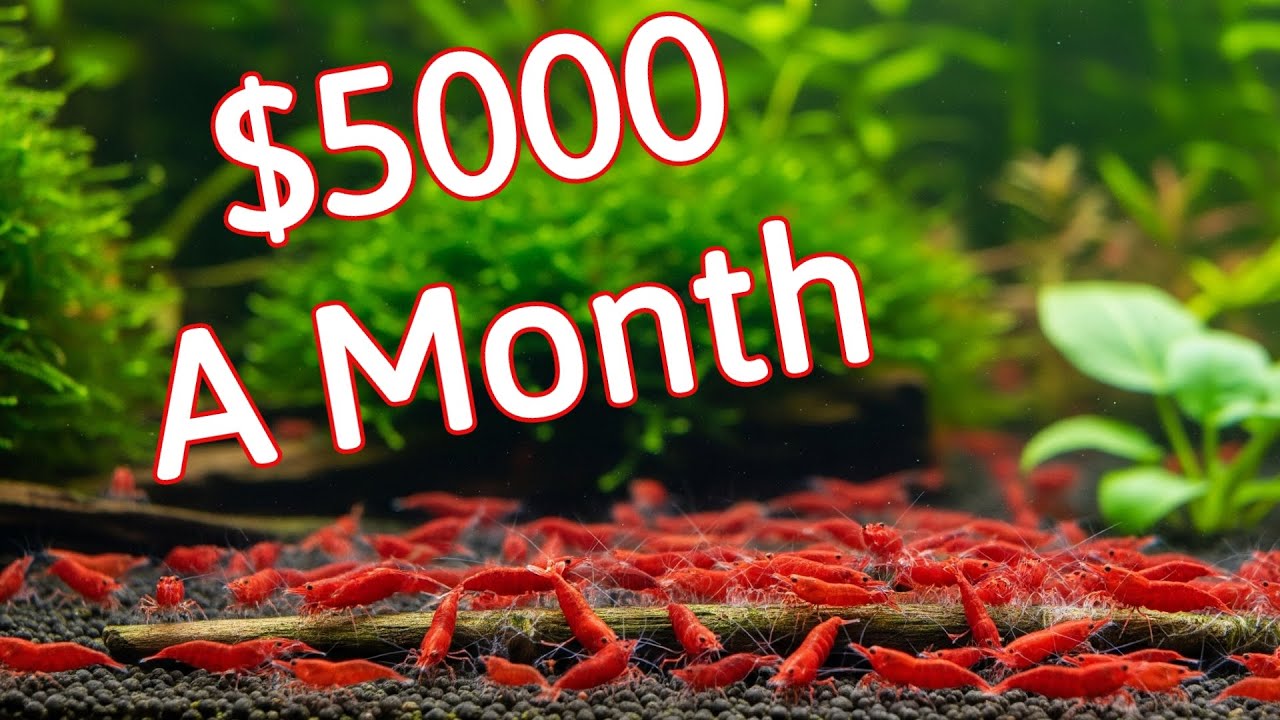 How to Make MONEY Breeding Shrimp in 2025?