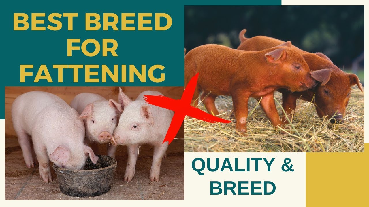 The Best Breed of Pig for Fattening and Your Guide of Choosing Good Quality Fattener Piglet | Biik