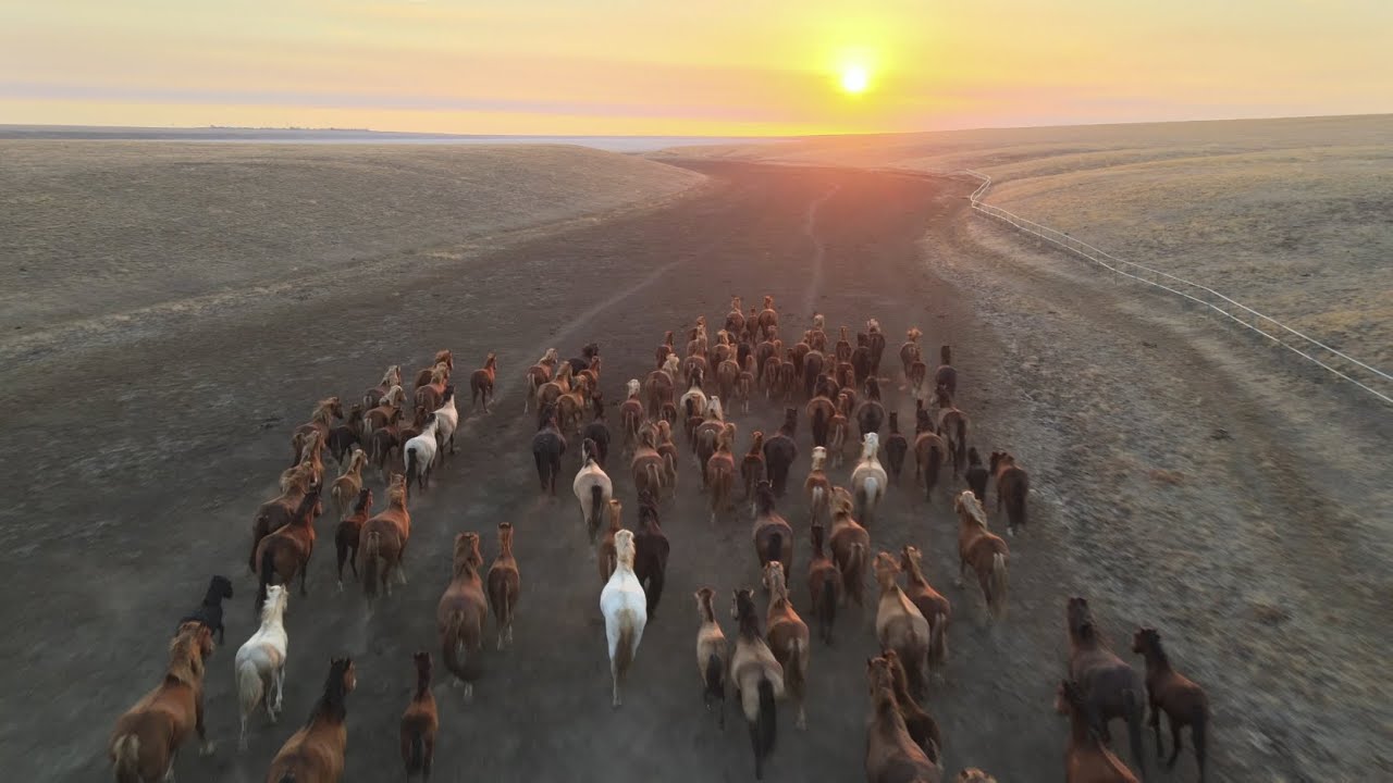 Wild Horses in Motion  1 Hour of Natural Freedom & Calm