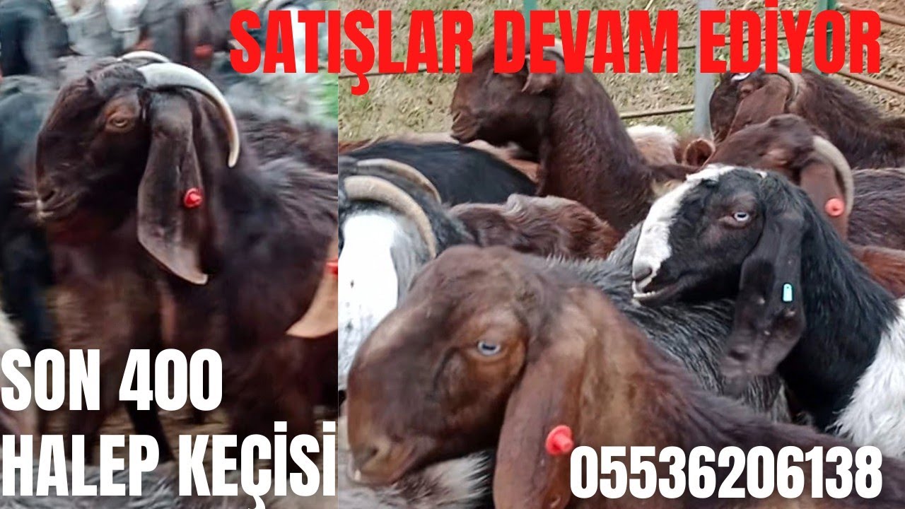 SATIŞLAR DEVAM EDİYOR SON 400 HALEP KEÇİSİ #halepkeçisi#saanengoats #HALEPGOATS#alpingoats #keçisütü