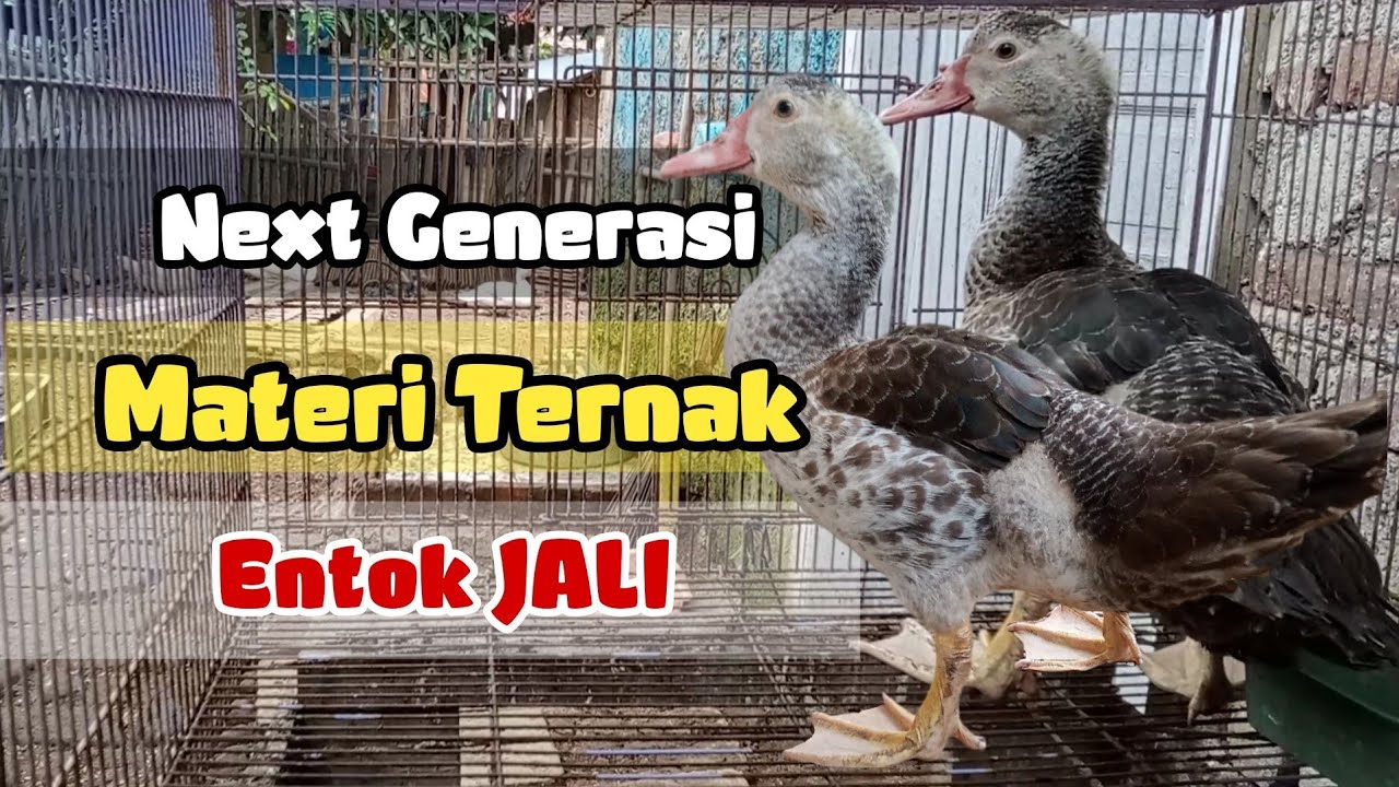 Next Generasi, Materi Ternak Entok Jantan Jali