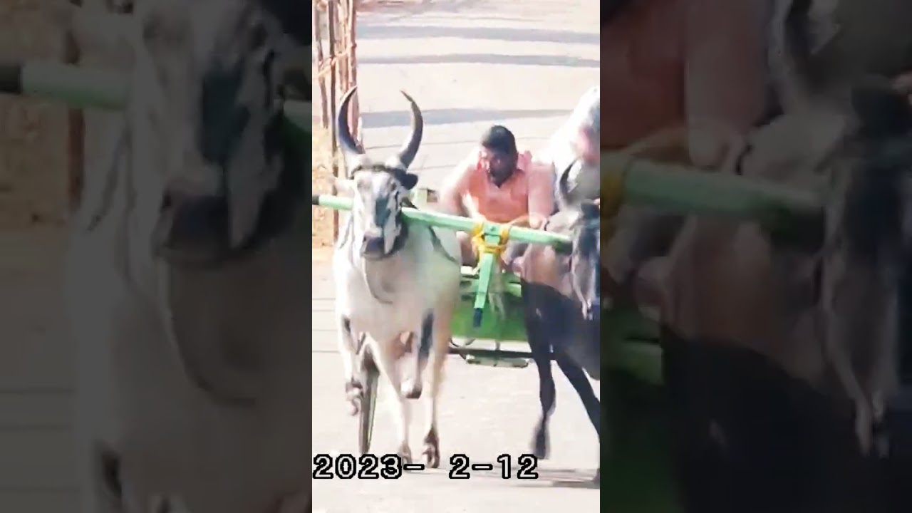 rekla race 