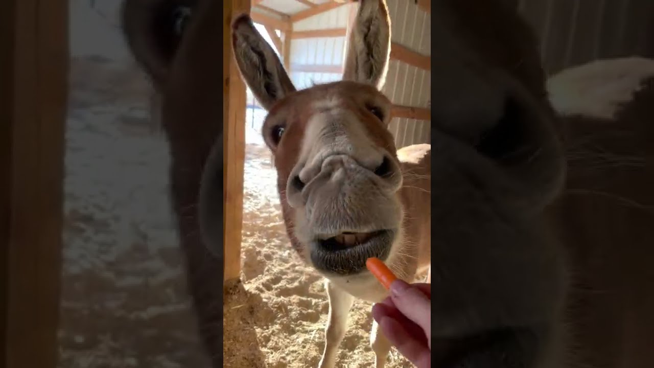 Donkey unsure about eating carrots Ep.4
