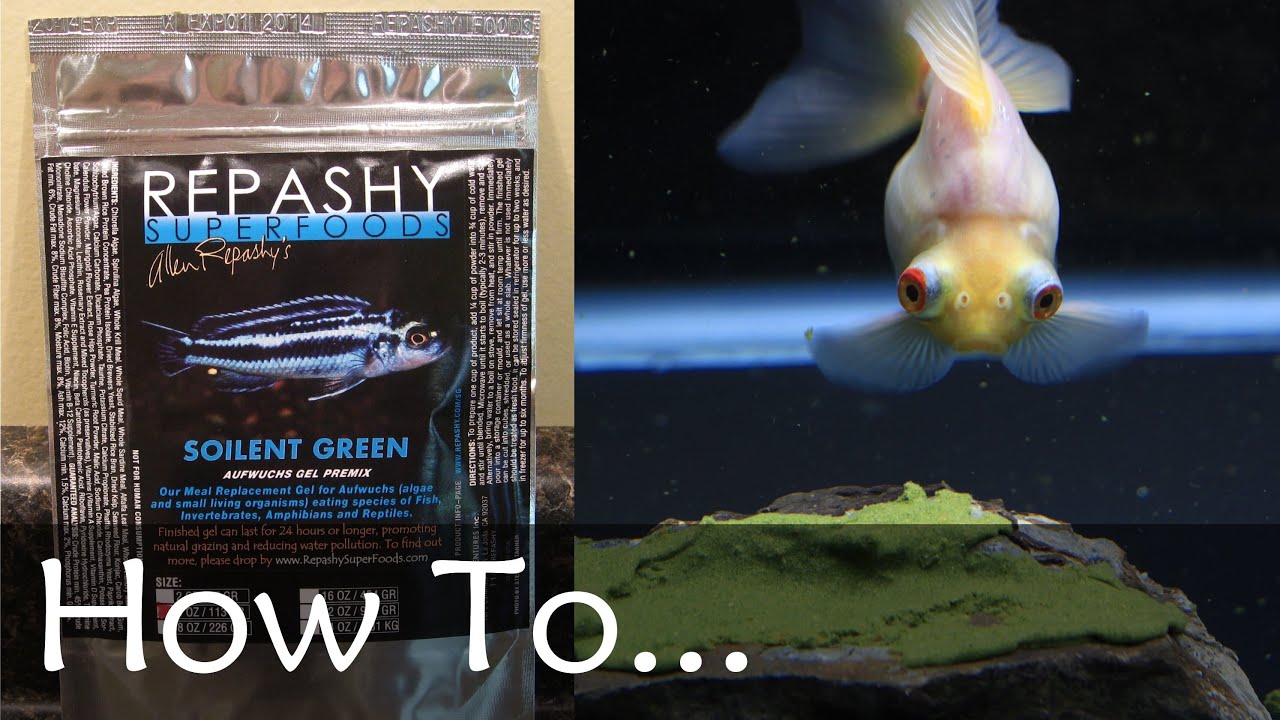 How To Feed Repashy Gel Food on a Rock