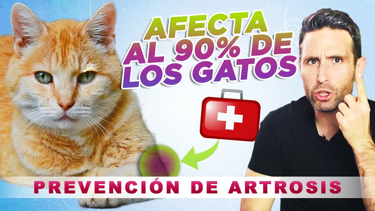 CONSEJOS para PREVENIR la ARTROSIS en tu GATO a cualquier edad 🧑‍⚕️😽| Cuidados de huesos en gatos