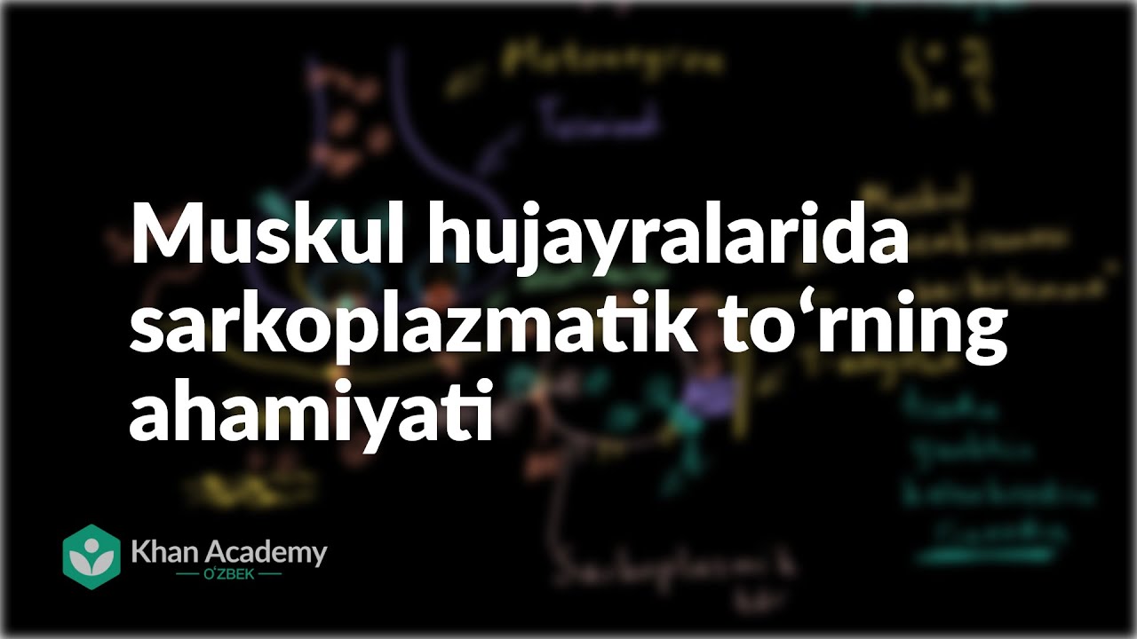Muskul hujayralarida sarkoplazmatik toʻrning ahamiyati | Odam biologiyasi | Biologiya