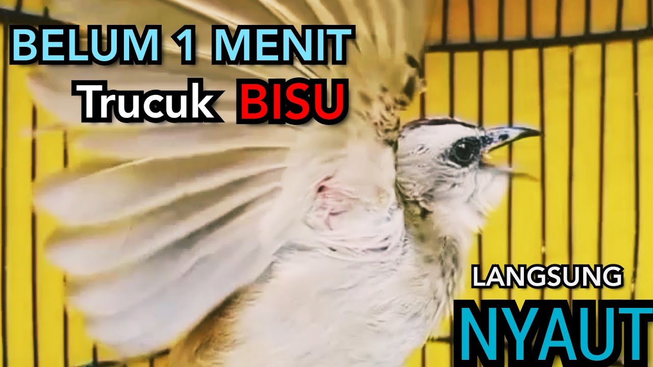 TRUCUKAN BAHAN Trucuk Ombyokan trucuk PAUT trucuk BISU PASTI BUNYI DENGAN SUARA TRUCUK GACOR INI