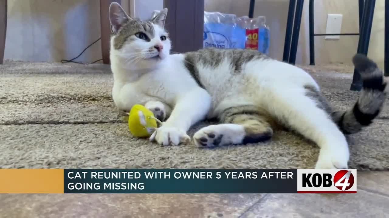 Cat reunited with owner 5 years after going missing